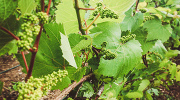 Grapevines Have Flowers? You Betcha.